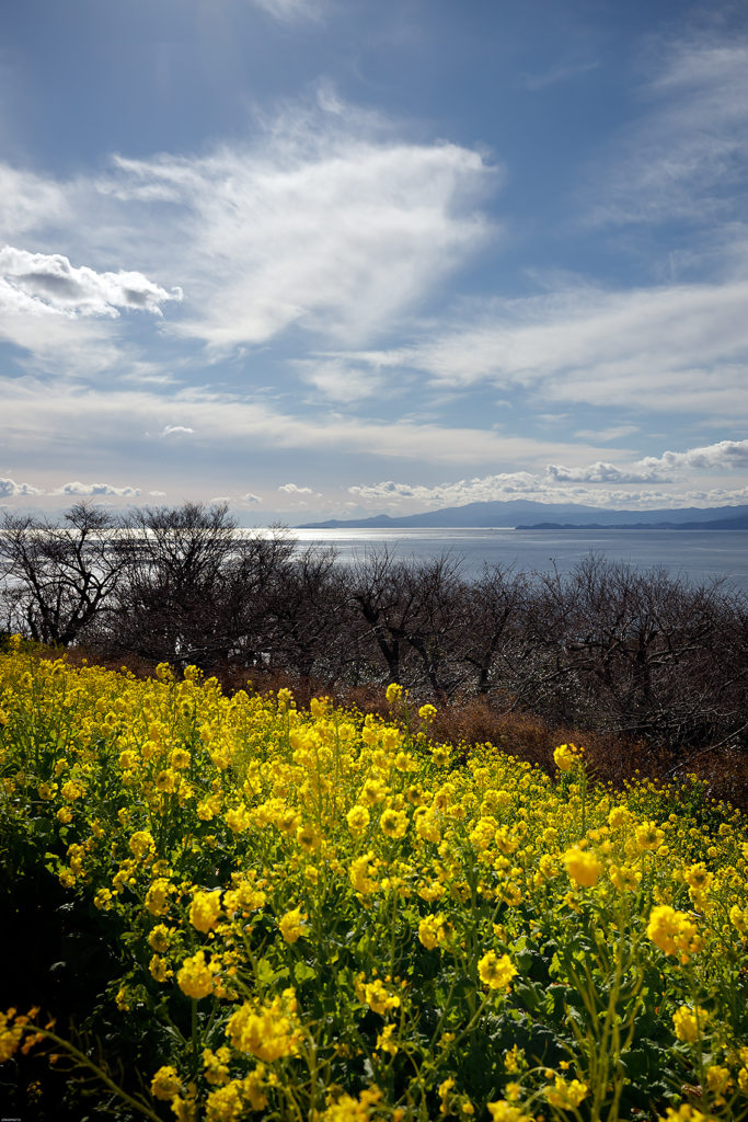 吾妻山公園からの眺め